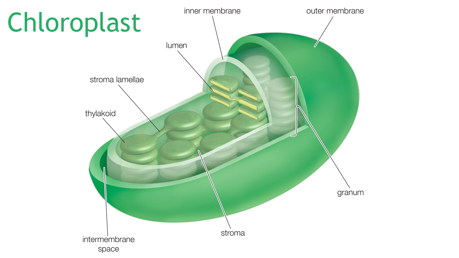 organelles convert solar energy into glucose and oxygen