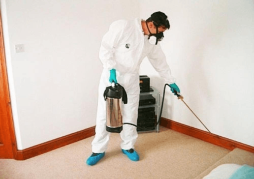 5 Reasons Why At-Home Pest Control Is a Bad Idea